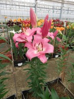 [4179 Brusago VH No01.JPG]